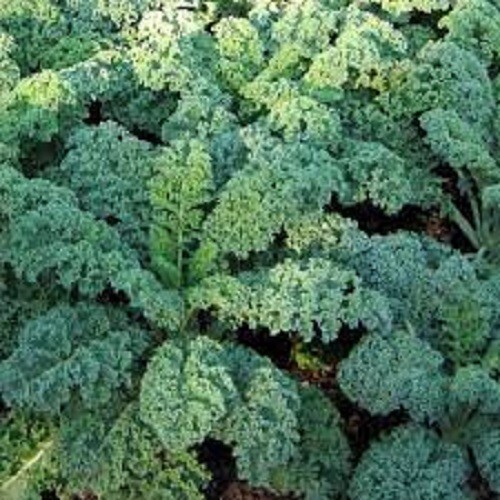 Premium Blue Curled Scotch Kale - Fresh Organic Heirloom Seed Buy any 3, 20% off gallery