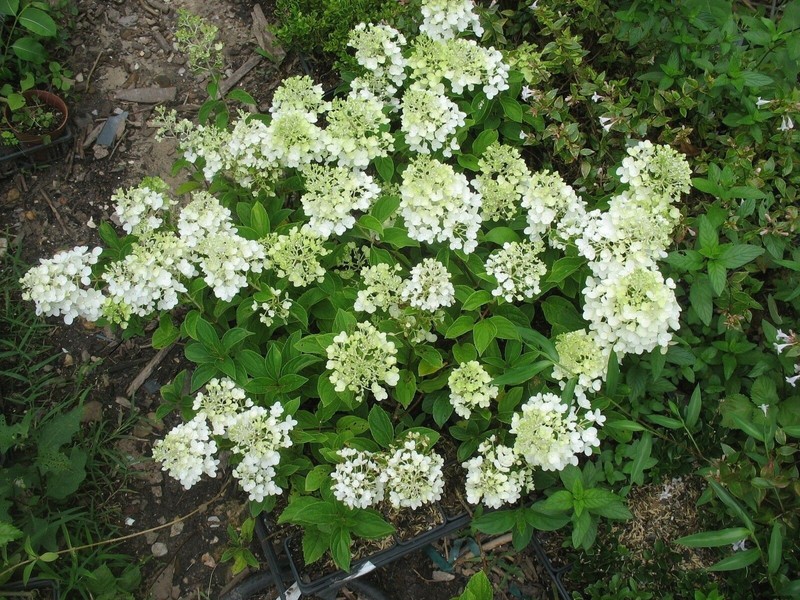 HYDRANGEA PANICULATA 'SILVER DOLLAR' -STARTER PLANT- APPROX 7-9 INCH gallery