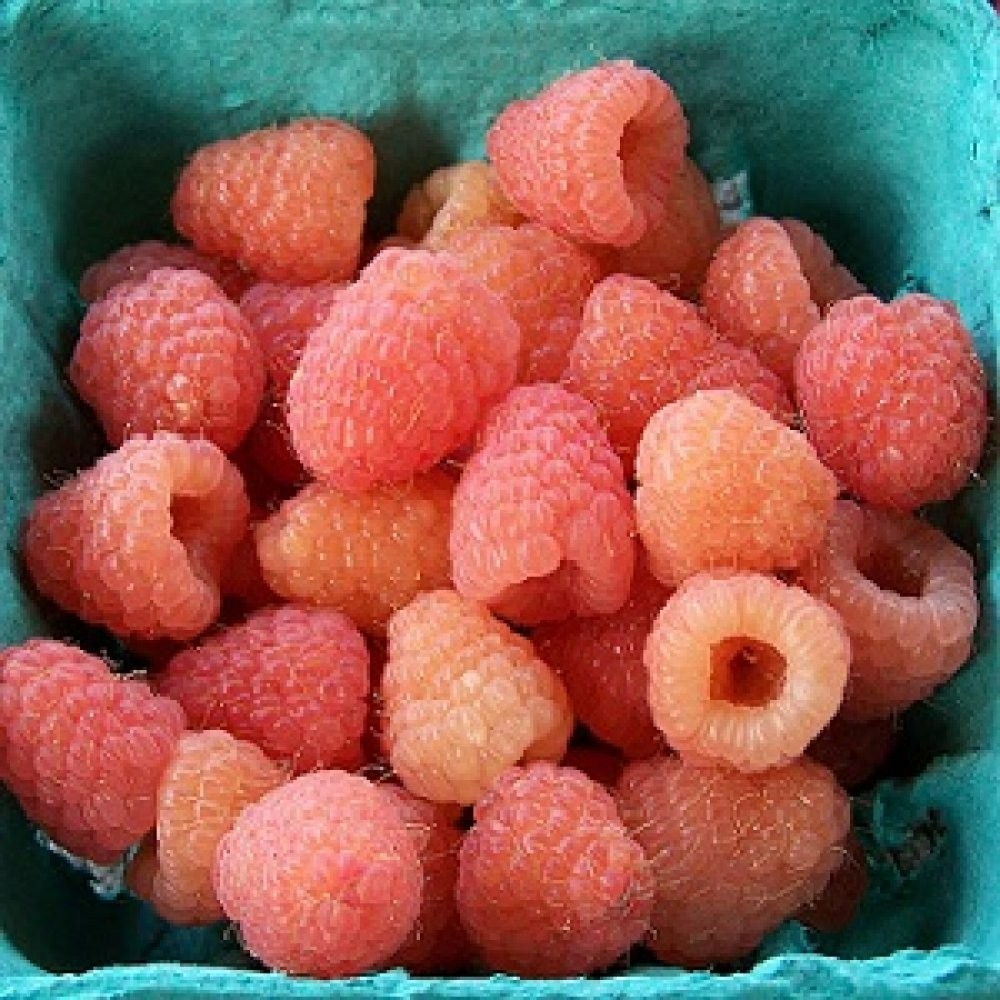 1 Double Gold Raspberry rooted plant. zones 5-8. Champagne colored raspberry. gallery