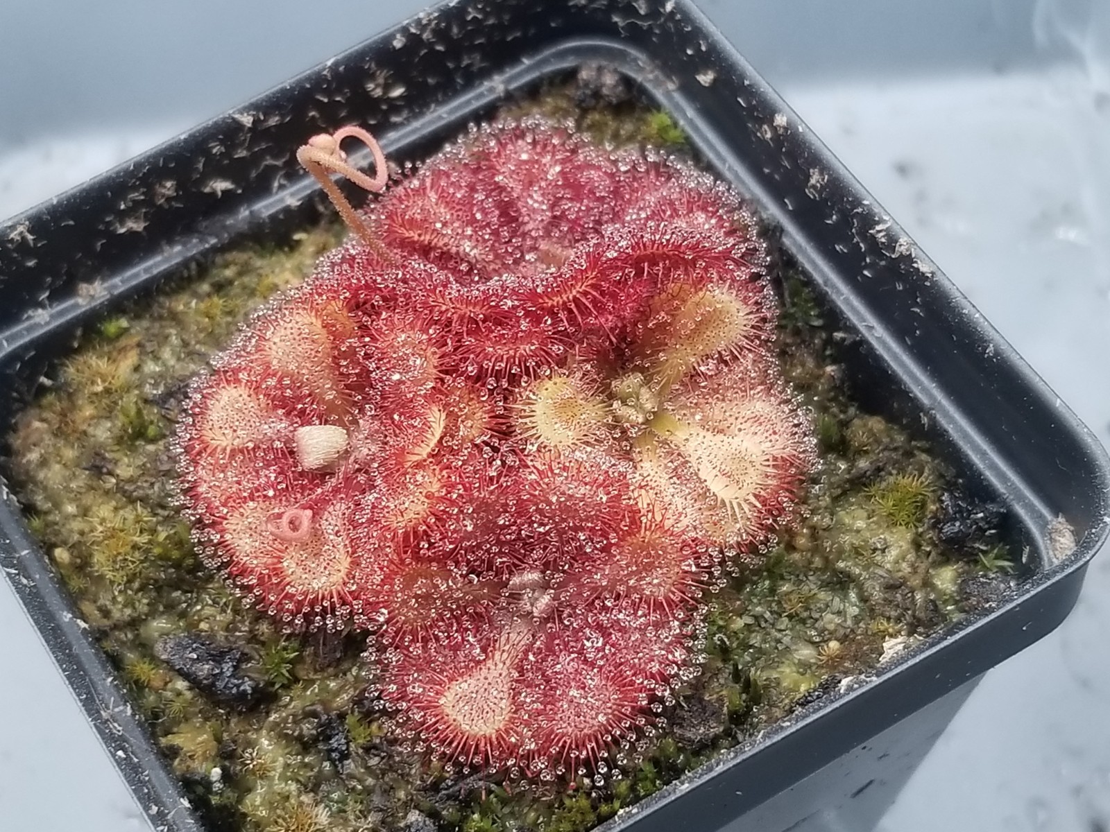Drosera natalensis Seeds - Carnivorous Sundew Plant - Super easy to grow! gallery