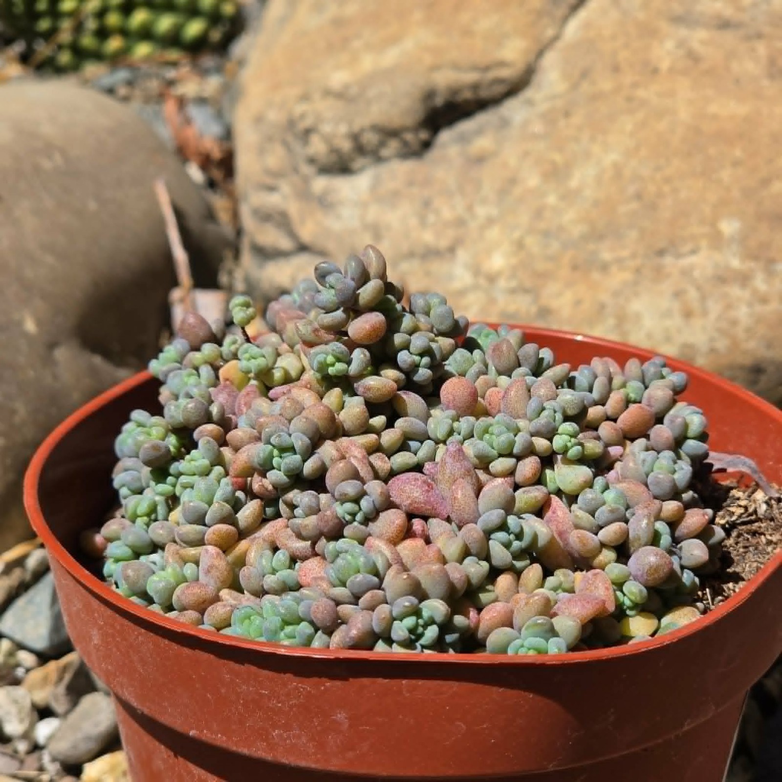 Sedum dasyphyllum 'Major' gallery
