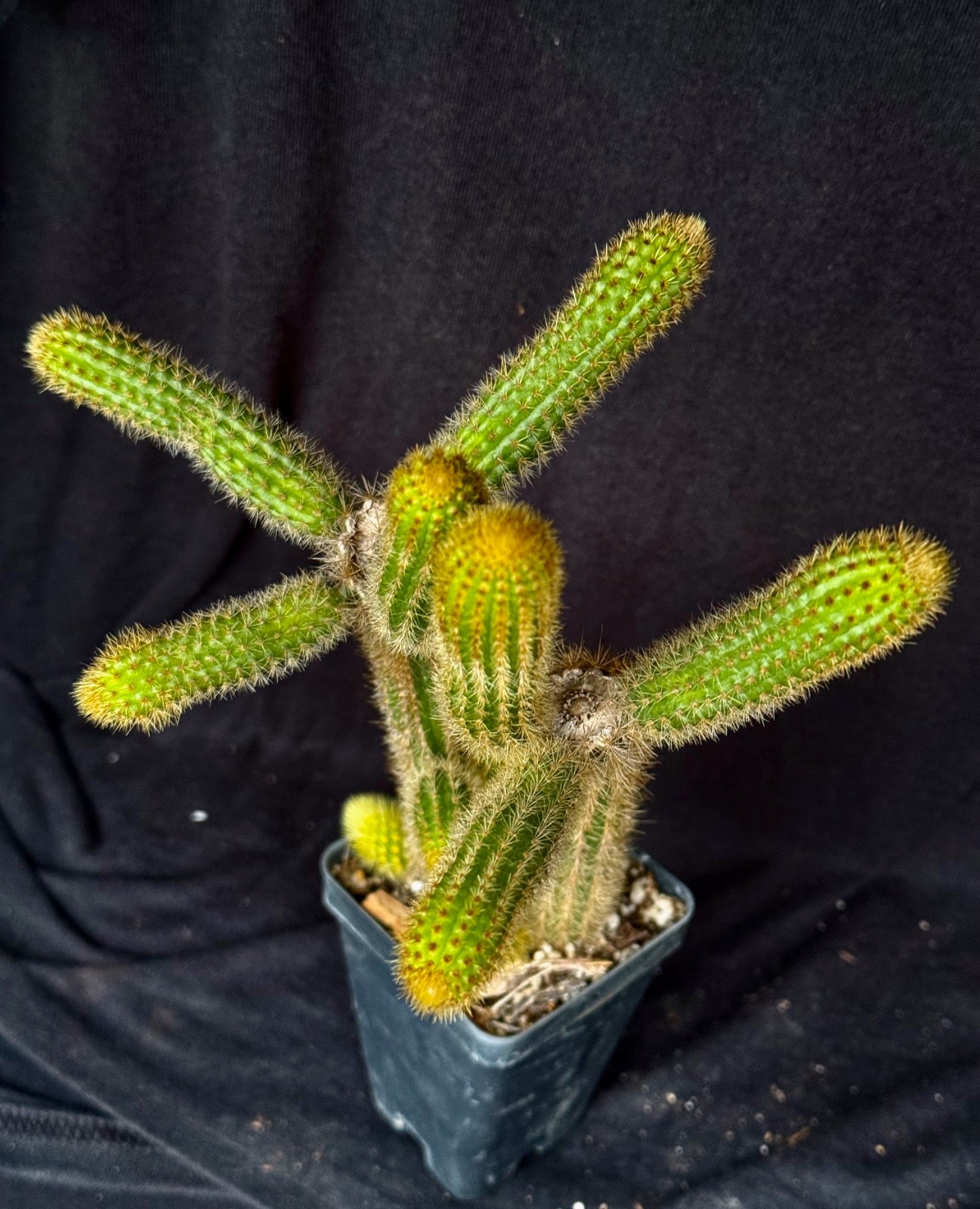 Winterocereus aureispinus, "Monkey tail" cactus plant gallery