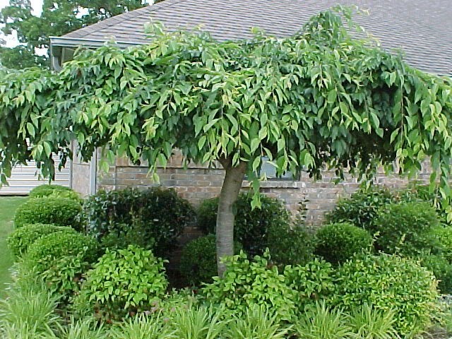 2 Weeping Cherry Trees 2.5" pot gallery