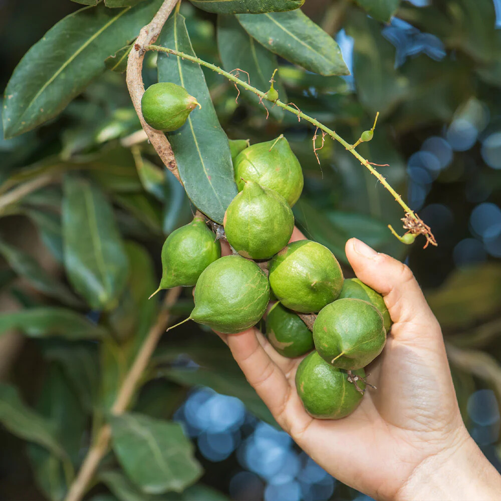 20+ Macadamia Nut Perande Seeds (Macadamia integrifolia) For Planting gallery