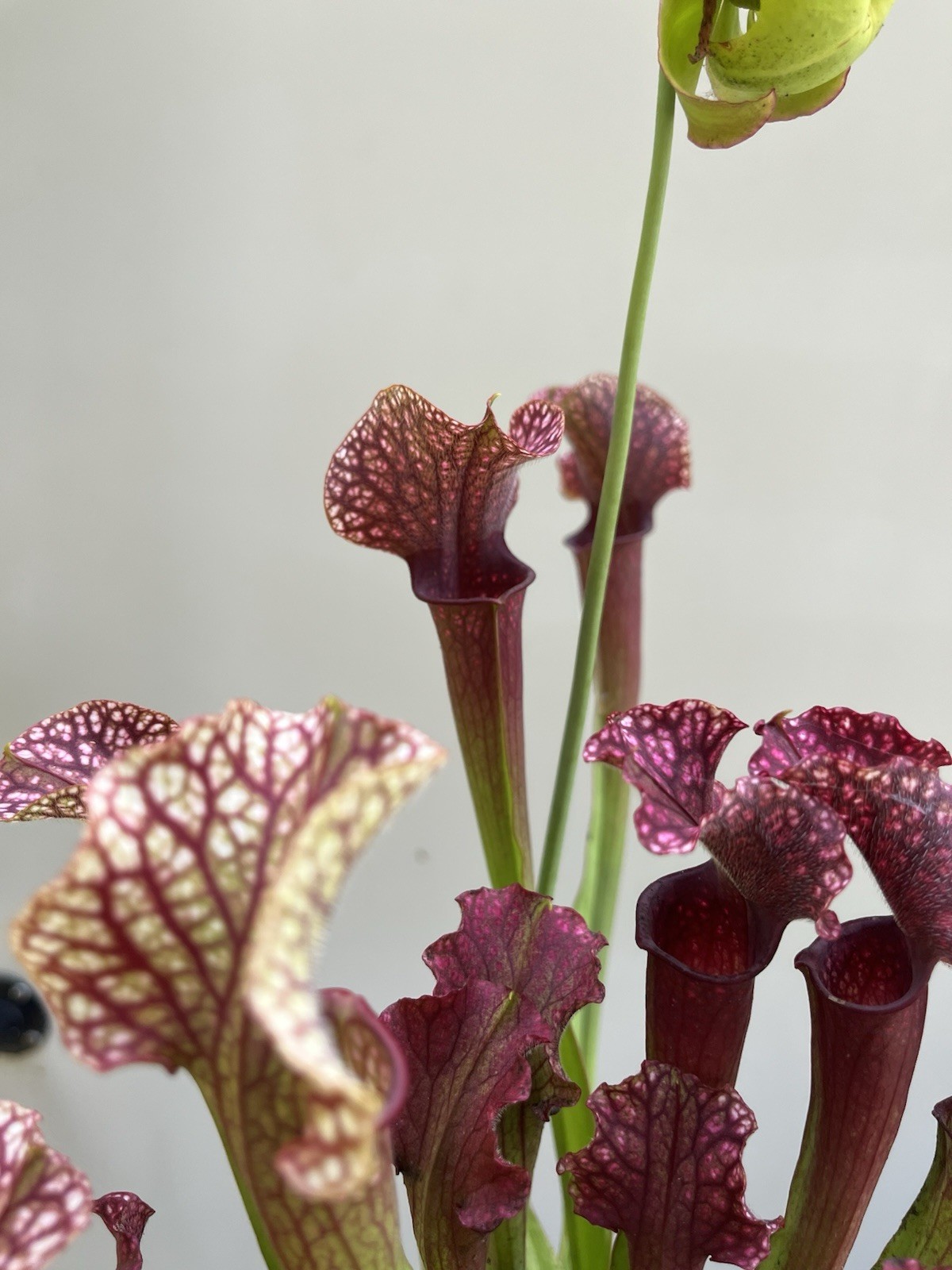 Sarracenia Judith Hindle Small Live Potted North American Pitcher Plant gallery