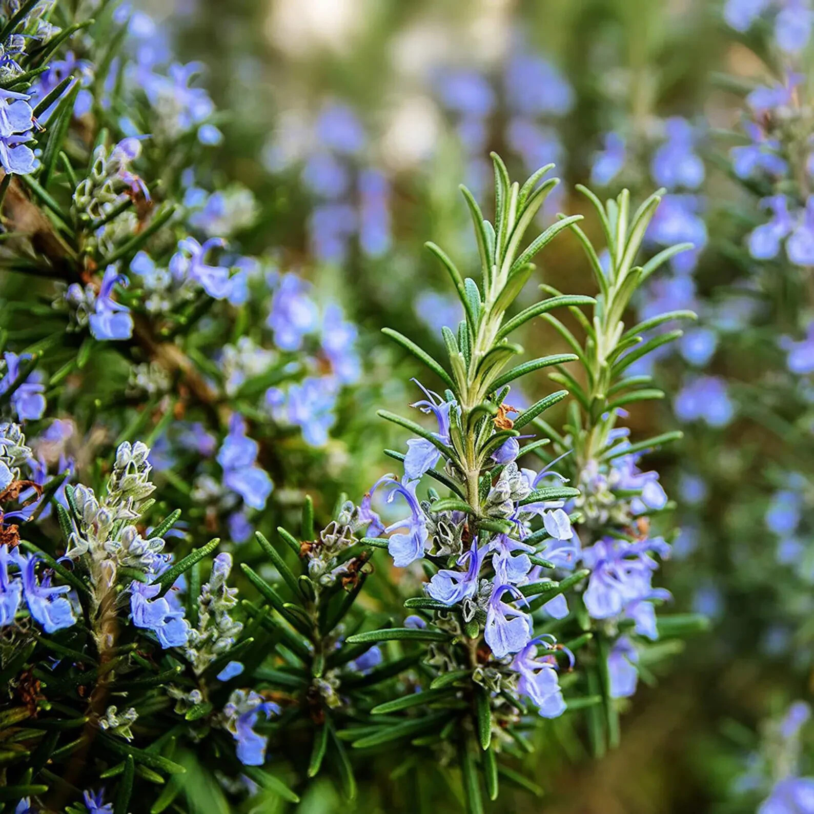25++ Rosemary seeds - Culinary Perennial Garden Container Herb USA free Ship gallery