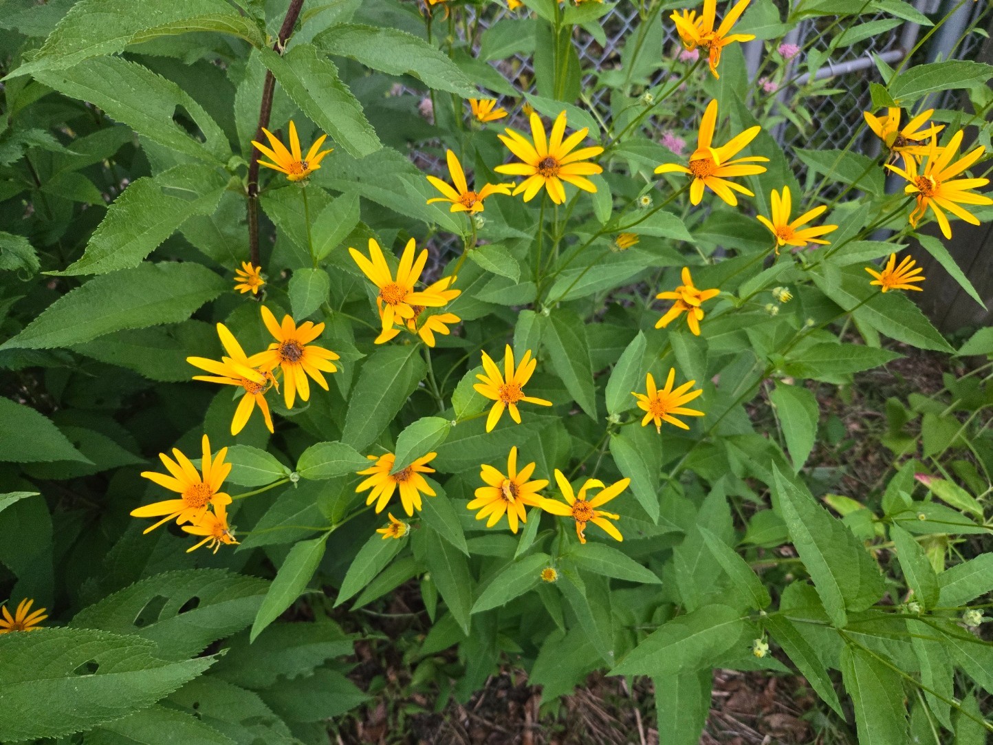1 GRAM + False Sunflower/NATIVE NE US/Heliopsis Helianthoides/ORGANIC gallery