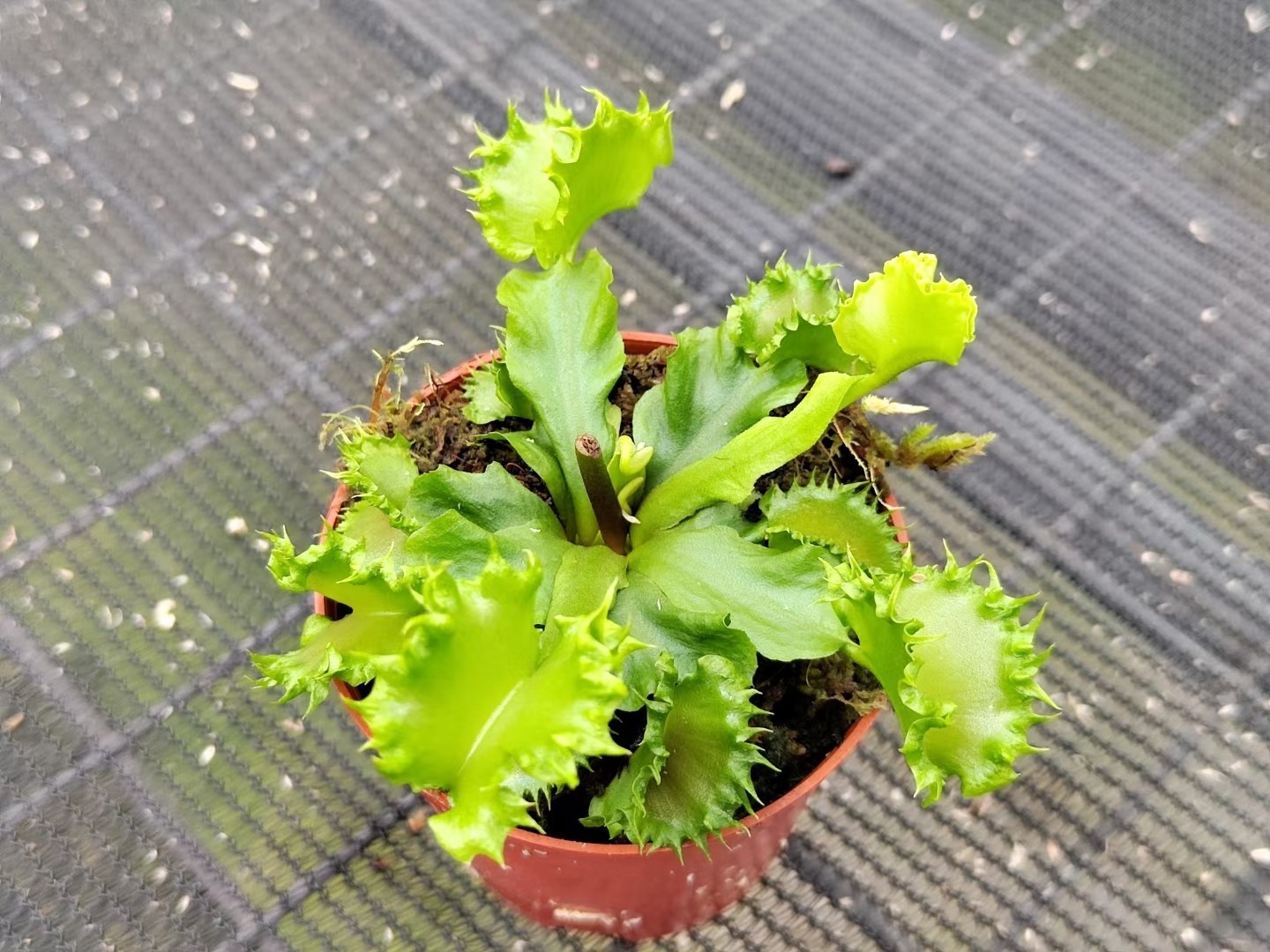 2" Venus Fly Trap 'Chinese Dumpling' (Dionaea muscipula) Rare Carnivorous Live P gallery
