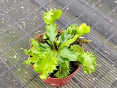 2″ Venus Fly Trap ‘Chinese Dumpling’ (Dionaea muscipula) Rare Carnivorous Live P