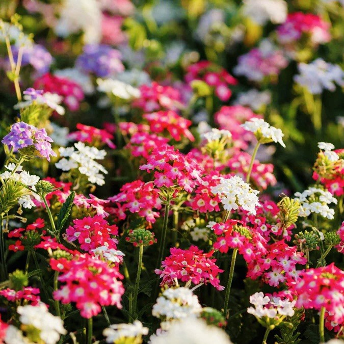 200 Verbena Seeds - Compacta Mix - (Verbena hybrida) Flower Bee Friendly USA gallery