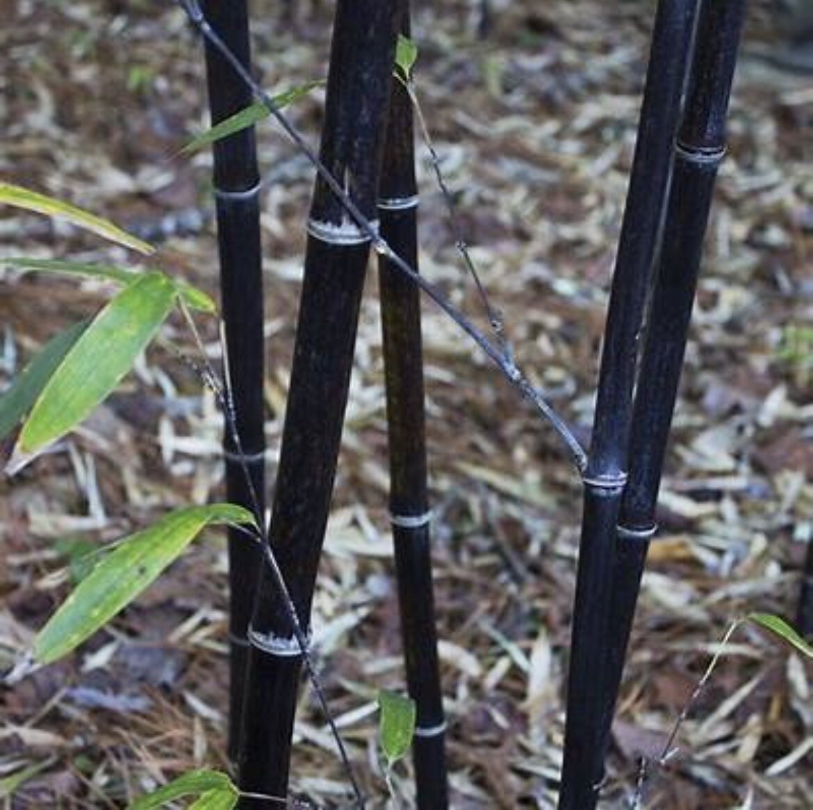 (5) Black Timber Bamboo Phyllostachys Nigra Live Root / Rhizome Bare Root Plant gallery
