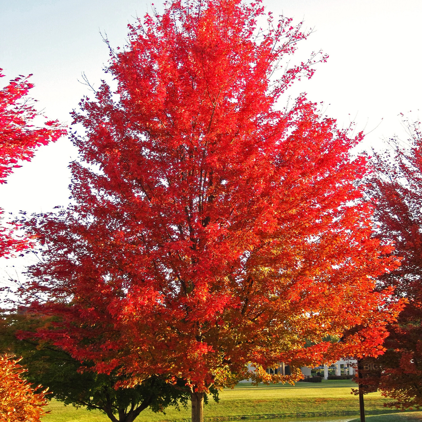 Red Maple Tree Seeds - For 2025 Planting Acer Rubrum Illinois Scarlet Canadian gallery