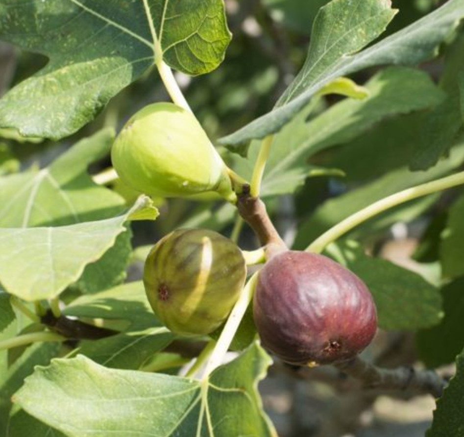Live Celeste Fig Tree – Dwarf Sweet Brown Fig Variety – 4–6" Tall – Ships No Pot gallery