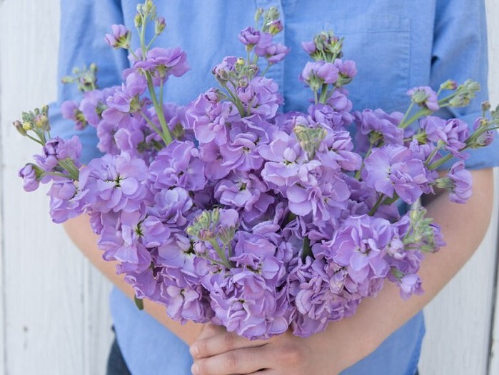 35 Lavender Blue Stock seeds gallery