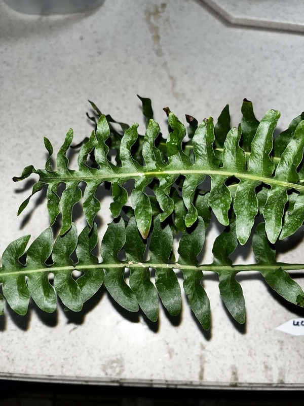 Lecanopteris luzonensus 4 inch pot Fully Rooted Rare gallery