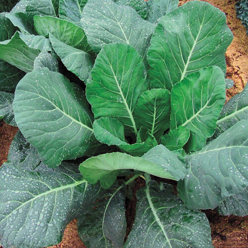 200+Kale Seeds Champion Collard Greens (Brassica Oleracea)Kale Vegetable USA gallery