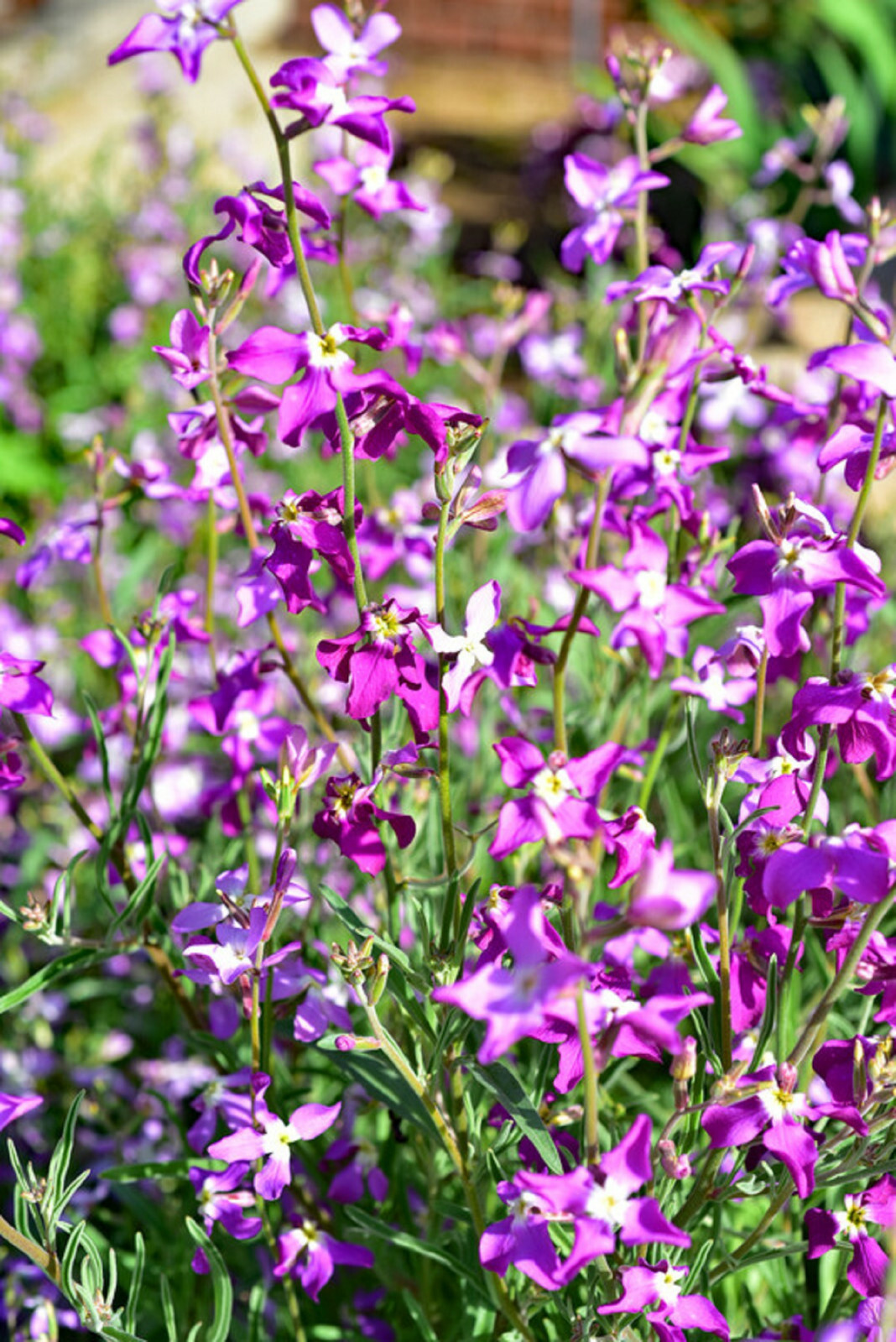 3000 Evening Scented (Night) Stock Matthiola Flower Seeds BULK, Lilac-Pink Mix gallery