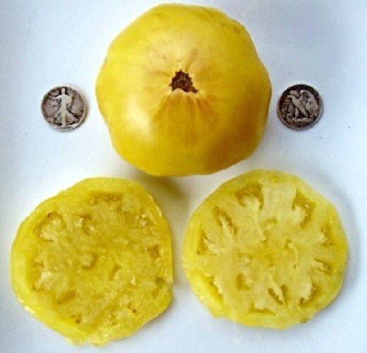 Dixie Golden Giant - Delicious Yellow - 25 Seeds - Buy any 3 varieties, 20% off! gallery