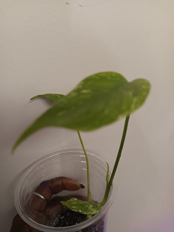 Monstera Mint Live Extremely Rare Variegated Tropical Houseplant gallery