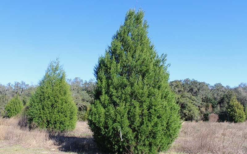 Eastern Red Cedar Trees Live Rooted In Pots 5 Per Order Seedlings gallery