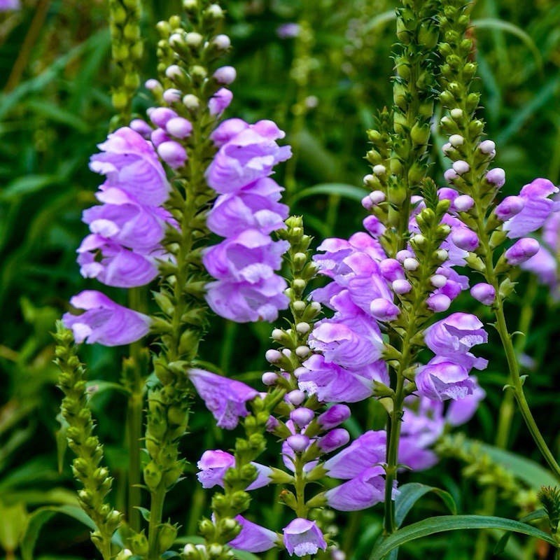 OBEDIENT PLANT, PHYSOSTEGIA , FALSE DRAGONHEAD, 10 PLANTS - SEE DESCRIPTION! gallery