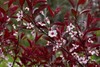 Purpleleaf Sandcherry 1 Live Plant in 3.5 Inch Pot gallery
