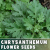 Lunabloom Mix Mum Chrysanthemum Seeds 200+ Seeds Mum Flower, Flower Seeds gallery