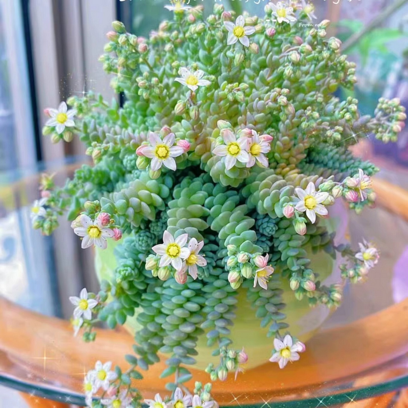 200 pcs Rare High-End Succulent Seeds - Sedum Dasyphyllum 'Major' gallery