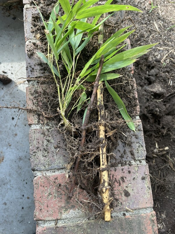 2 Black Timber Bamboo Authentic Phyllostachys Nigra Live Bare Root Plant Rhizome gallery