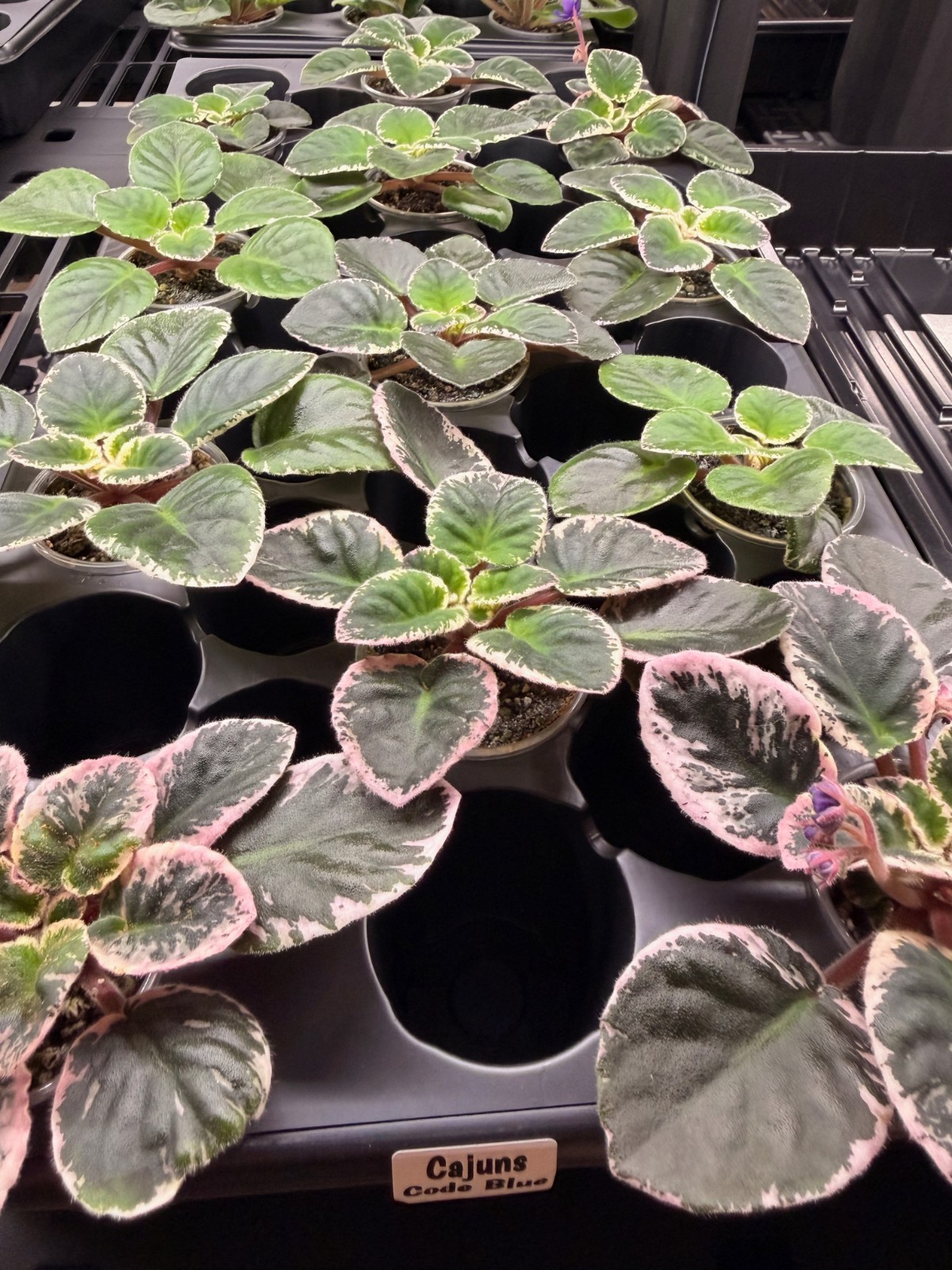 African Violet Plant Cajuns Code Blue Big Starter gallery