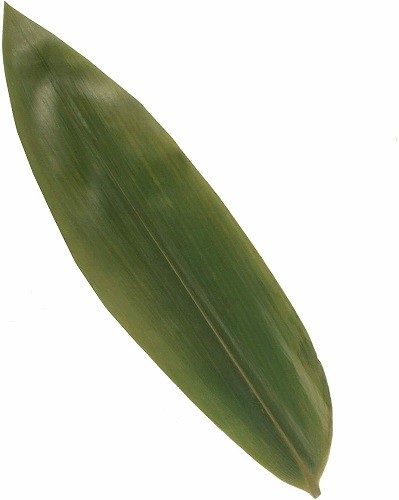 BambooMN Decoration Bamboo Leaves Vacuum Packed, 12.25 x 3.5 Inches gallery