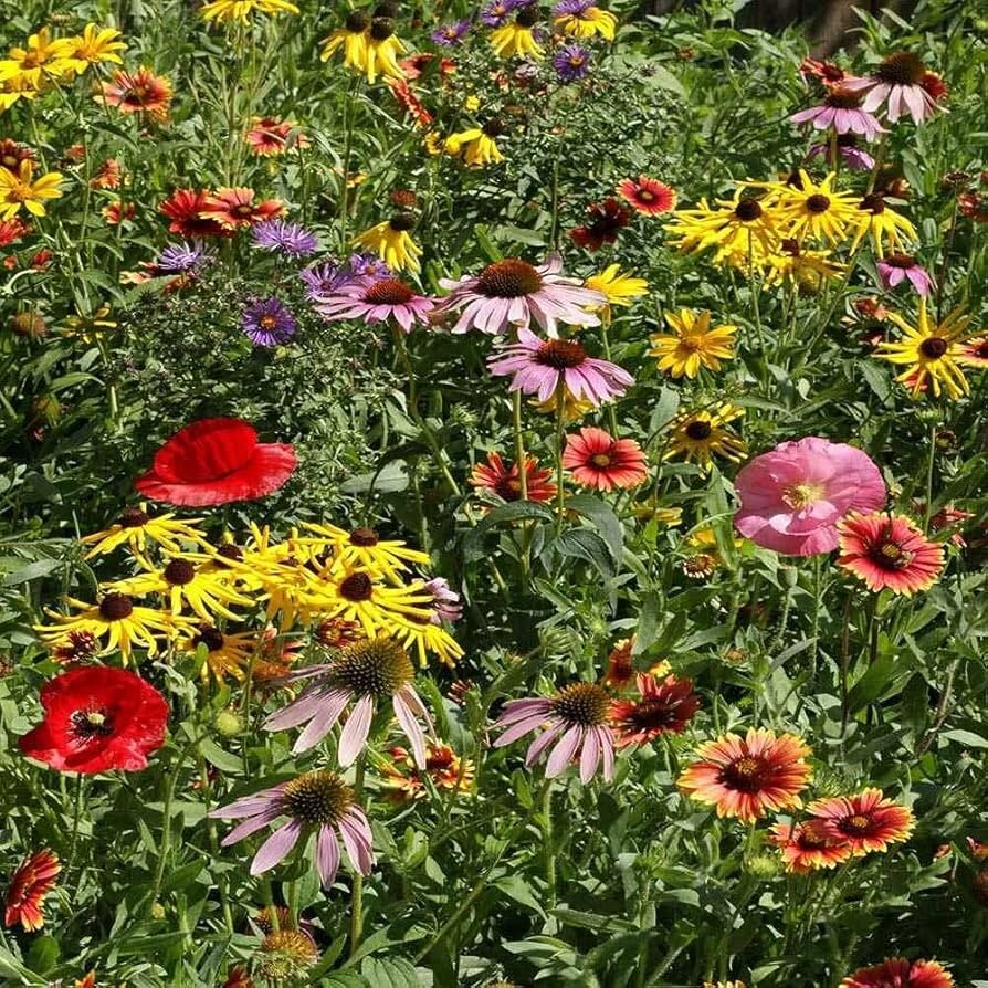 Midwestern Wildflower Seeds Mix, 19 Species Flowers, Garden or Meadow, FREE SHIP gallery
