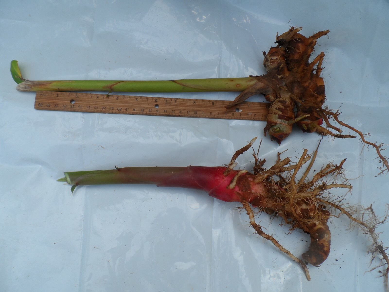 2 White Hedychium Coronarium Rhizomes, Butterfly Ginger Plants, Free shipping! gallery
