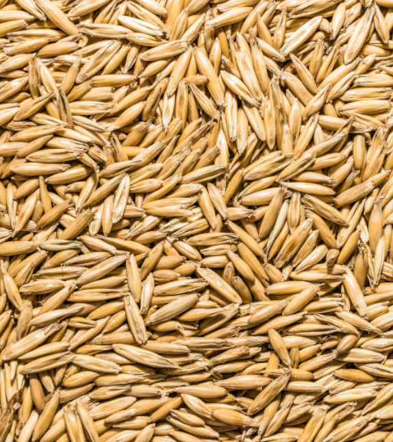 Cat Grass Seeds Chicken Oats Backyard Seed Feed Greens Treat Bird USA Grown gallery