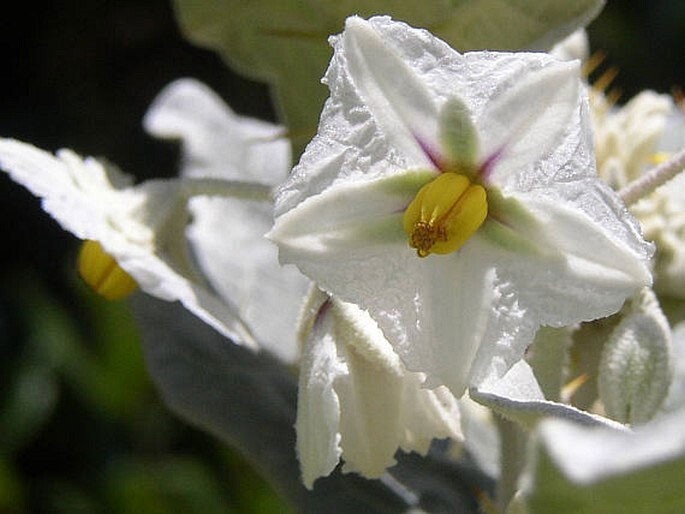 Solanum marginatum | Purple African & White Margined Nightshade | 50_Seeds gallery