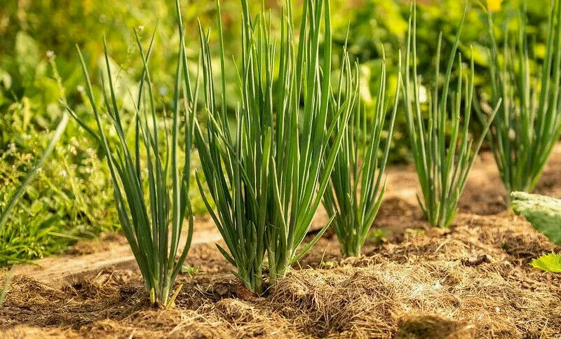 Organic Yellow Onion Seed, Heirloom, Fresh stock gallery