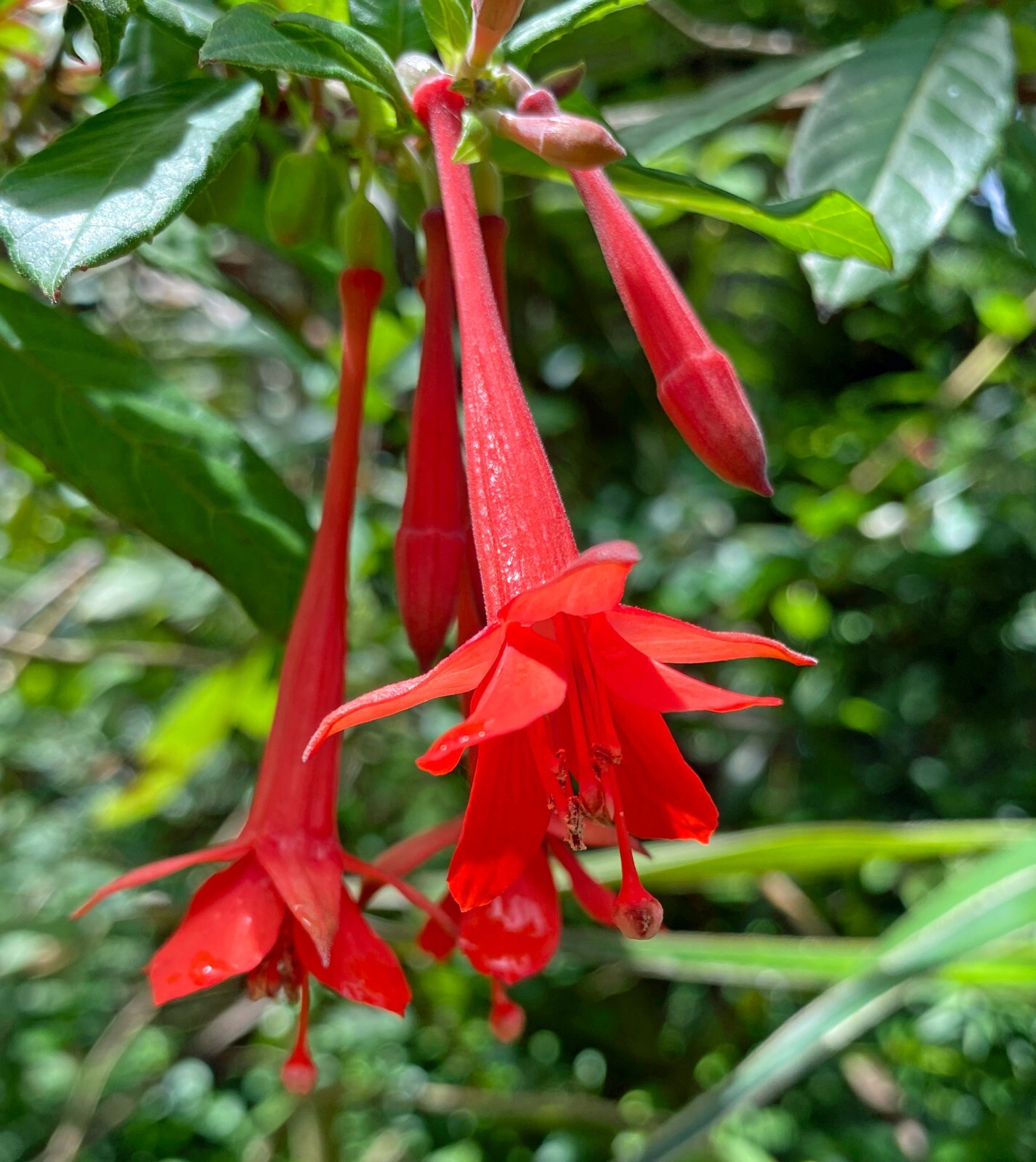 Fuchsia vulcanica | 20 Seeds gallery