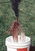 3lb SoilMoist Fines Bare Root Dip Make 120 Gallons Gel Plant Tree Packing Medium gallery