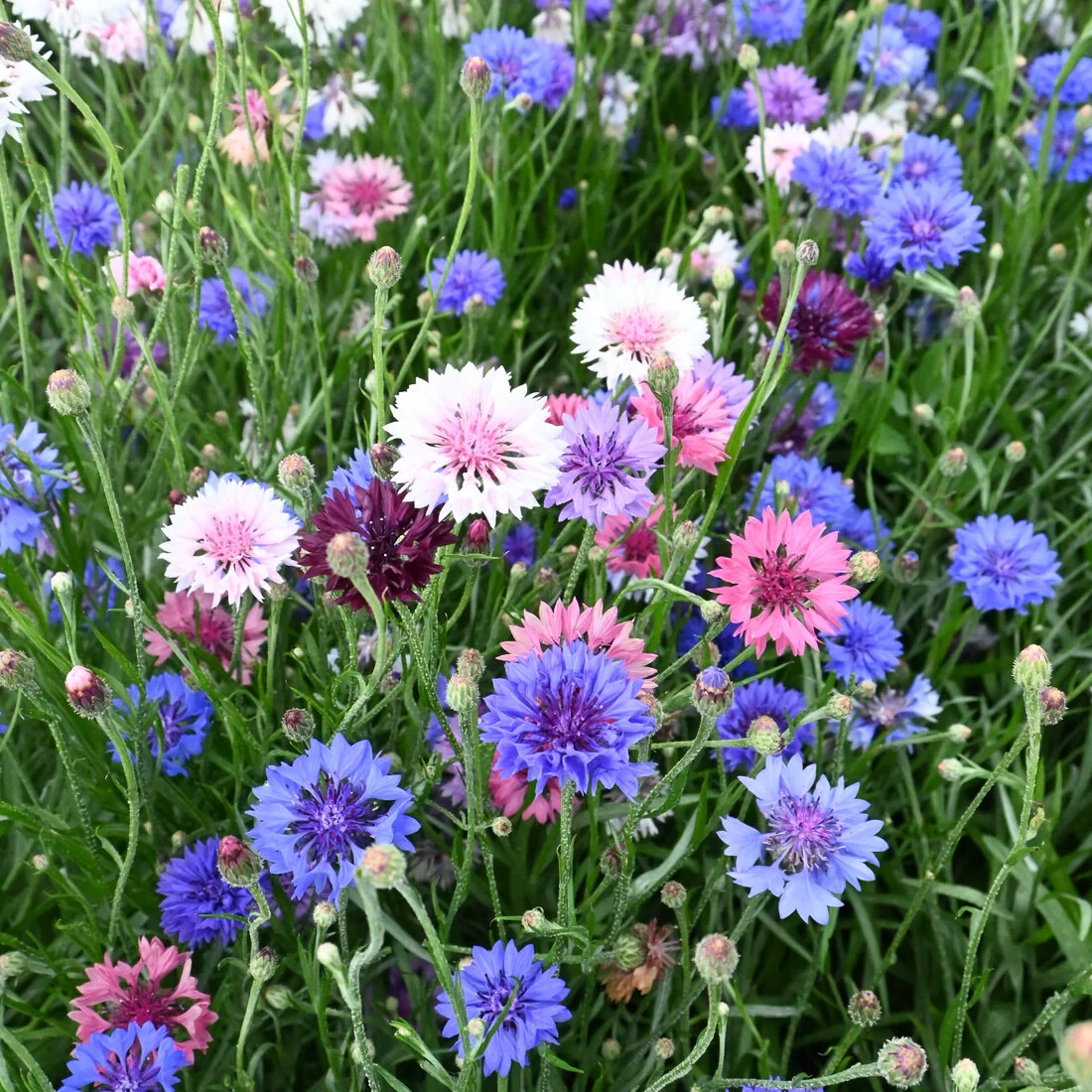 Bachelor Button Dwarf Polka Dot Mix Seeds, Dwarf Centaurea, FREE SHIPPING gallery