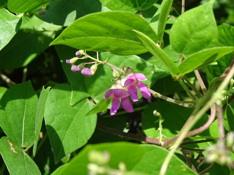 Phaseolus polystachios Thicket Bean 5 seeds from 2022 Native perennial bean gallery