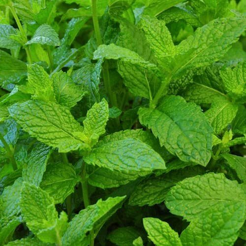 Peppermint Live Edible Aromatic Herb Plant Pack easy care herbs Chocolate mint gallery