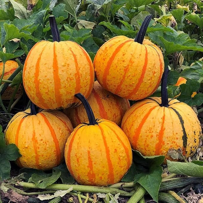 12+ Candy Corn Pumpkin Seeds --- Bright Color ------- FRESH