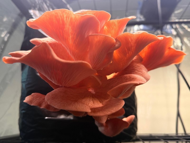 Premium Pink Oyster Mushroom Grain Spawn/Inoclum Bags- 3lbs gallery