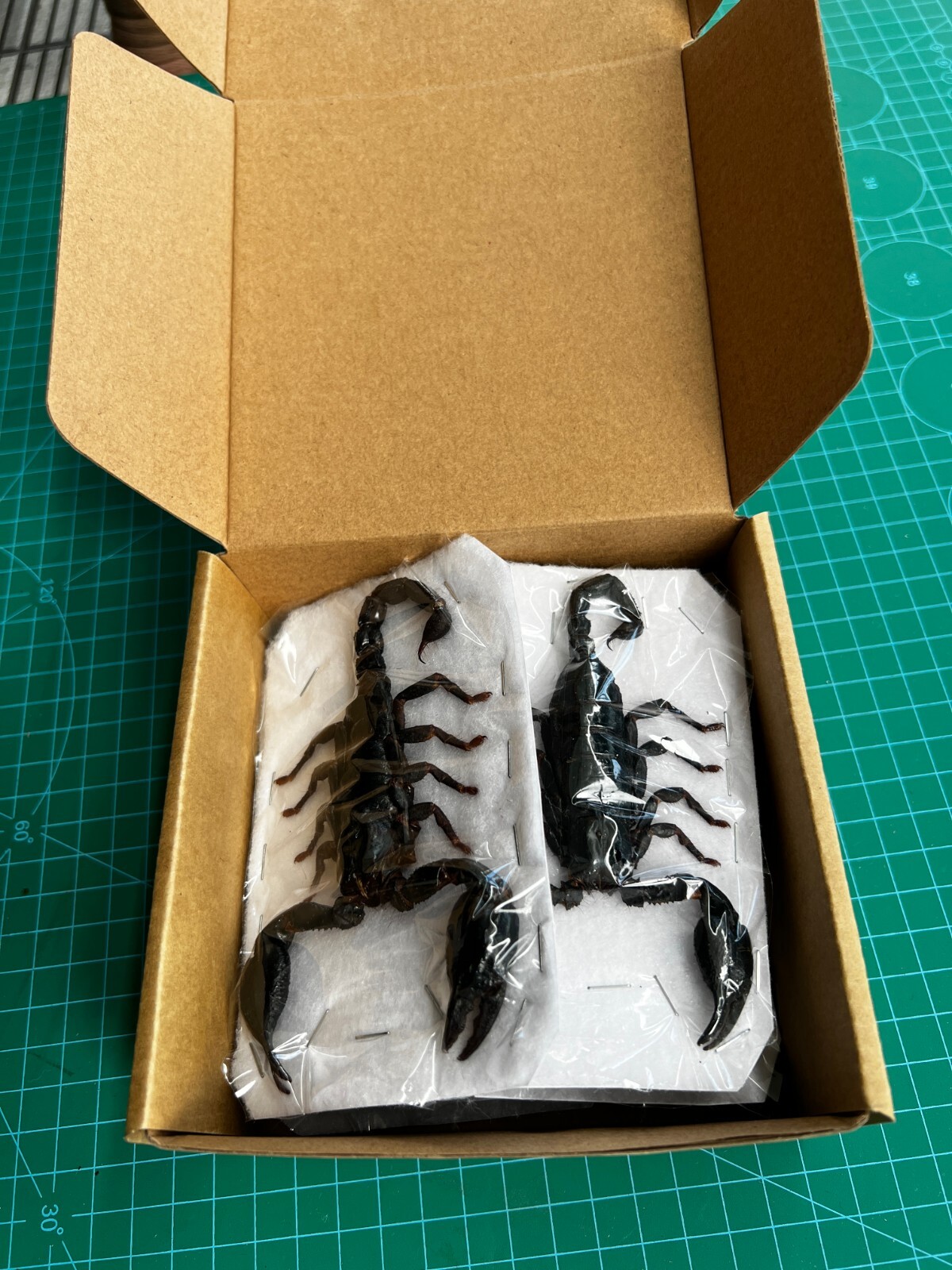 6 Real Giant Scorpion Mounted Dried Insect Bug Taxidermy Oddity Entomology Lover gallery