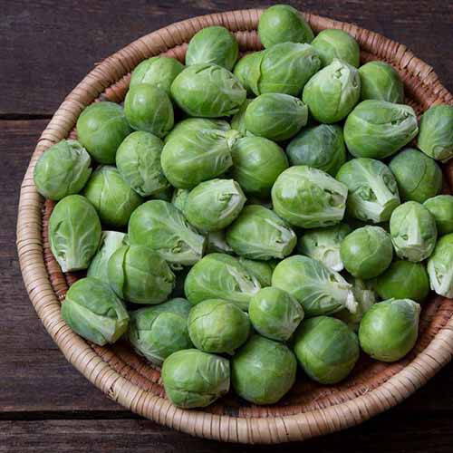500+ Nautic Brussels Sprouts Seeds for Garden Planting - USA - FREE SHIPPING! gallery