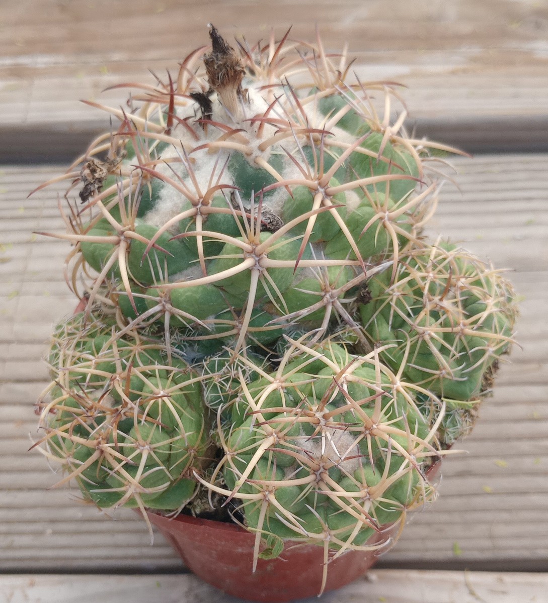 Coryphantha andreae Super Clumps Tubercle Cactus Overgrowing their Pots gallery