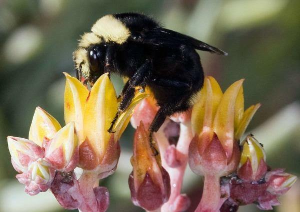 Dudleya lanceolata | Lanceleaf Liveforever | 20 Seeds gallery