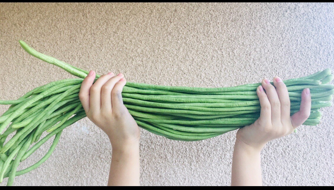 50+ SEEDS I String Beans I Yard Long Bean (Green) | Sitaw | NON-GMO gallery