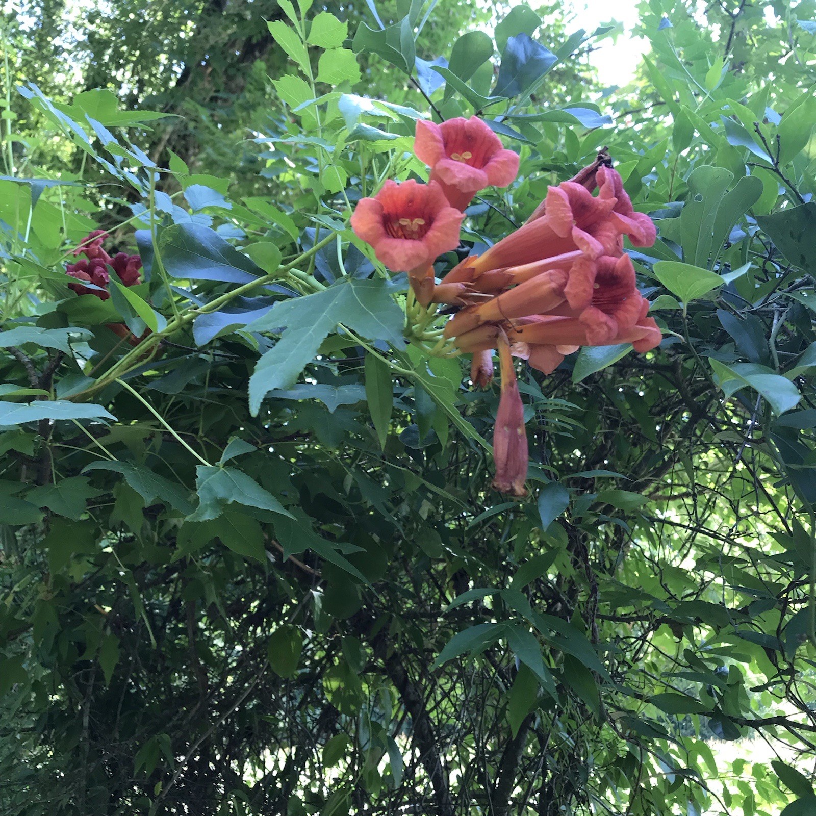 3 Reddish Orange Hummingbird Trumpet Vine Starter Plants 6-12 Inches 3 Reddish gallery