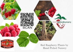 6 joan J Raspberry